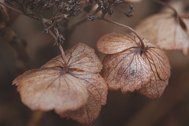 "Maladies gynécologiques : les traitements naturels à privilégier -