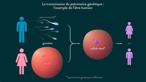 Comprendre Le Rôle De La Génétique Pendant La Grossesse