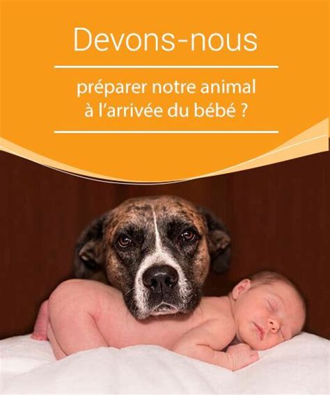 Préparer Les Animaux Domestiques À L'Arrivée Du Bébé